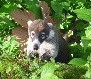Arenal - coati