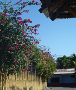 Leon rev - bougainvillea
