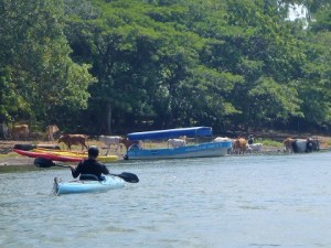 Ometepe 2 - cows